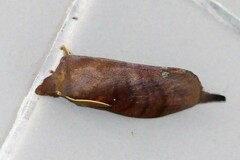 Kunugia latipennis