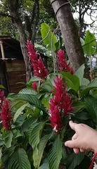 Megaskepasma