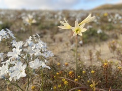 Zephyranthes