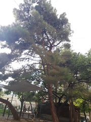 Pinus brutia eldarica