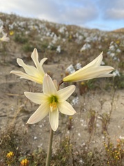 Zephyranthes