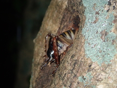 Hemideina crassidens
