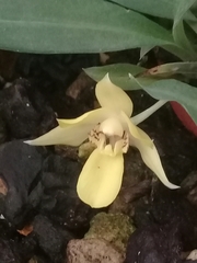 Lycaste