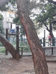 Pinus brutia eldarica