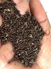 Corchorus capsularis