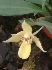Lycaste