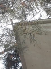 Pinus brutia eldarica