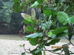 Dillenia suffruticosa