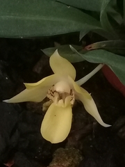 Lycaste