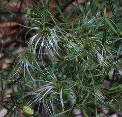 Clematis microphylla