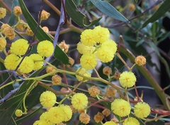 Acacia pycnantha