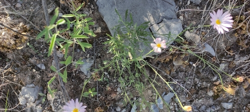 gypsum tansyaster (Machaeranthera gypsophila)