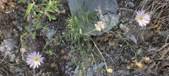Xanthisma gypsophilum