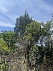 Euphorbia ingens