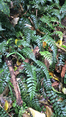 Blechnum filiforme