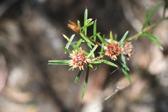 Pultenaea robusta