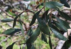 Acacia pycnantha