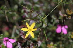 Tricoryne anceps pterocaulon
