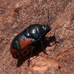 Choerocoris paganus