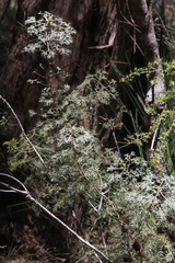 Petrophile canescens