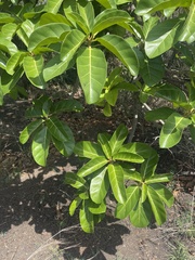 Ficus lutea