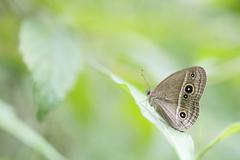 Mycalesis gotama nanda