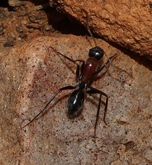 Myrmophyma