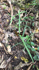 Parsonsia heterophylla