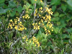 Oncidium