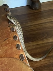 Elgaria multicarinata multicarinata