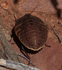 Polyzosteriinae