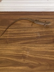 Elgaria multicarinata multicarinata