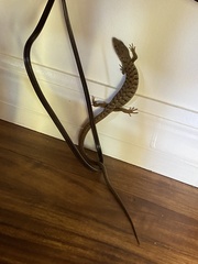 Elgaria multicarinata multicarinata