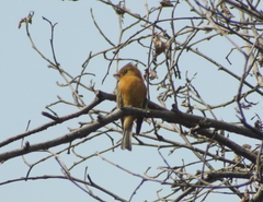 Mitrephanes phaeocercus