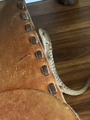 Elgaria multicarinata multicarinata