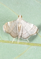 Cangetta hartoghialis