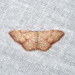 Idaea halmaea