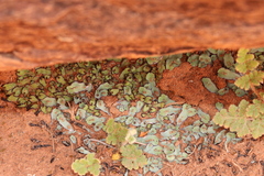 Plagiochasma rupestre