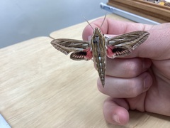 Hippotion celerio