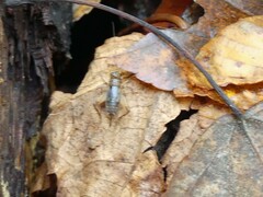 Eunemobius carolinus