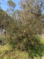 Spiraea cantoniensis