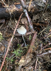 Mycena robusta