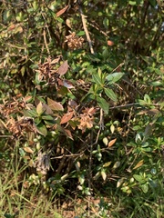 Spiraea cantoniensis