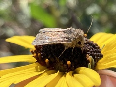 Spodoptera