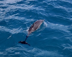 Stenella longirostris