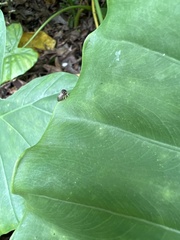 Membracidae