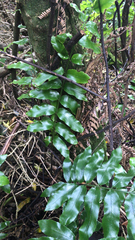 Asplenium oblongifolium