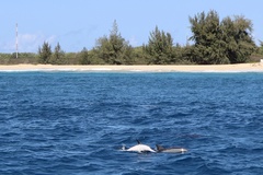 Stenella longirostris