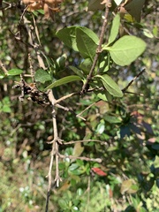Spiraea cantoniensis