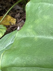 Membracidae